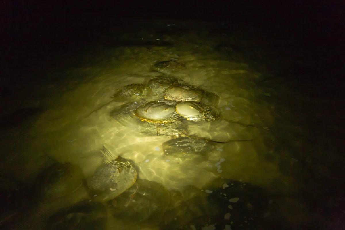 Horseshoe crabs in the shallows at night