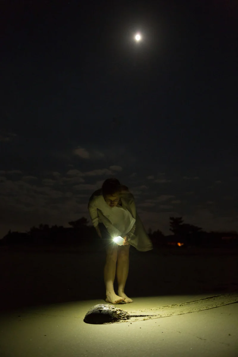 Observing a horseshoe crab by moonlight